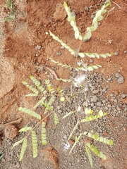 Adenanthera pavonina