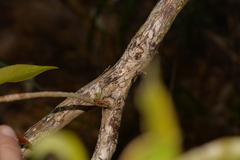 Tristaniopsis collina