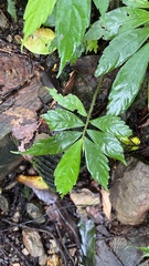 Elatostema lineolatum
