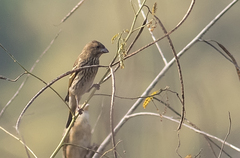 Carpodacus erythrinus