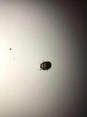 Rhipicephalus sanguineus