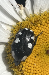 Mausoleopsis amabilis