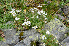 Cerastium alpinum