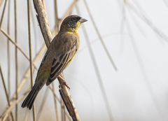 Emberiza melanocephala