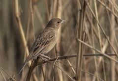 Emberiza bruniceps