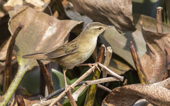 Helopsaltes certhiola