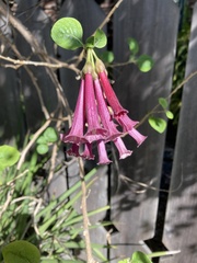 Iochroma
