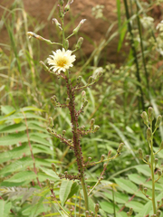 Uroleucon formosanum