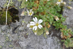 Cerastium alpinum