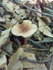 Lactarius quietus incanus