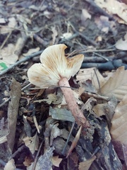 Lactarius quietus incanus