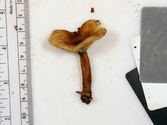 Lactarius quietus incanus