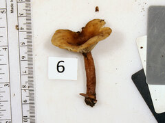 Lactarius quietus incanus