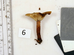 Lactarius quietus incanus