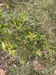 Persoonia sericea