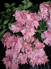 Mussaenda philippica