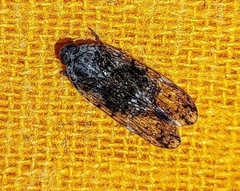 Cixiinae