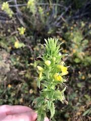 Bellardia viscosa