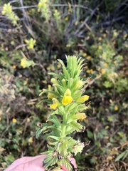 Bellardia viscosa