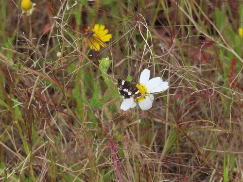 Four-spotted Moth, Moura, Portugal , photo 9 of 10