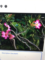 Adenium obesum