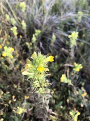 Bellardia viscosa