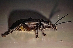 Alleculina