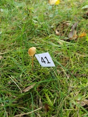 Conocybe