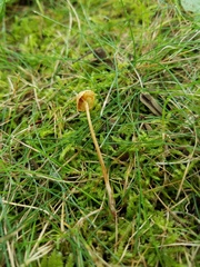 Conocybe