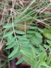Vicia hirsuta