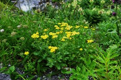 Senecio squalidus rupestris