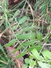 Vicia sepium