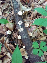 Lentinellus micheneri