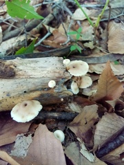 Lentinellus micheneri