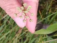 Seseli annuum