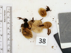 Lentinellus micheneri