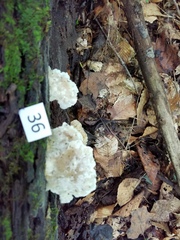 Tyromyces galactinus