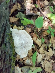 Tyromyces galactinus