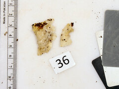 Tyromyces galactinus