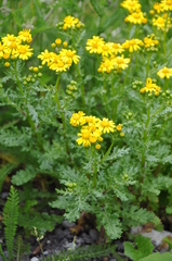 Senecio squalidus rupestris