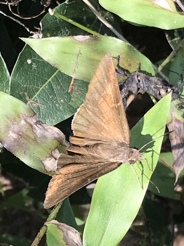 Skinner's Cloudywing (Cecropterus albociliatus)