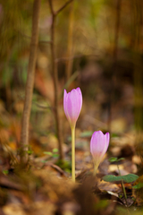 Colchicum speciosum
