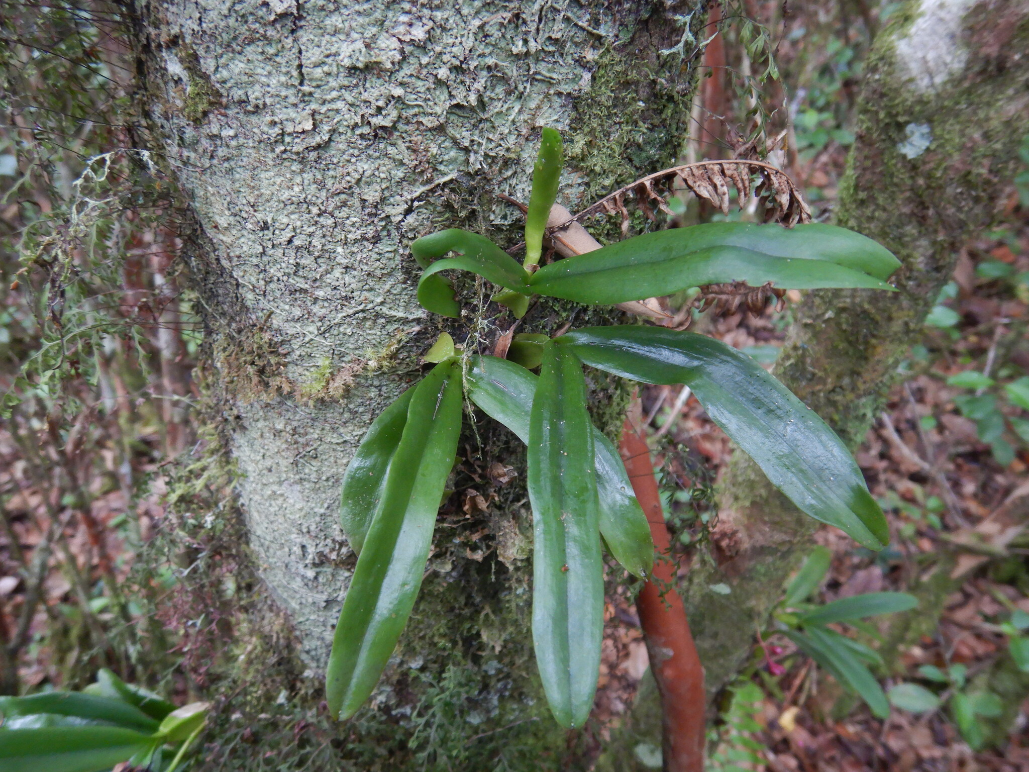 Imagem de Bulbophyllum oculto