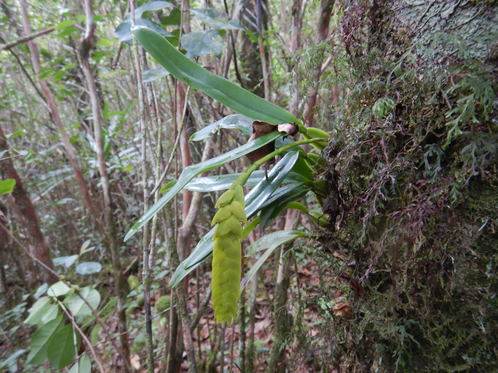 Imagem de Bulbophyllum oculto