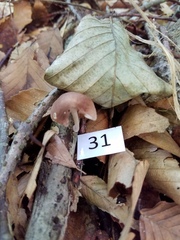 Collybiopsis dichroa