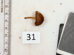 Collybiopsis dichroa