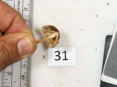 Collybiopsis dichroa