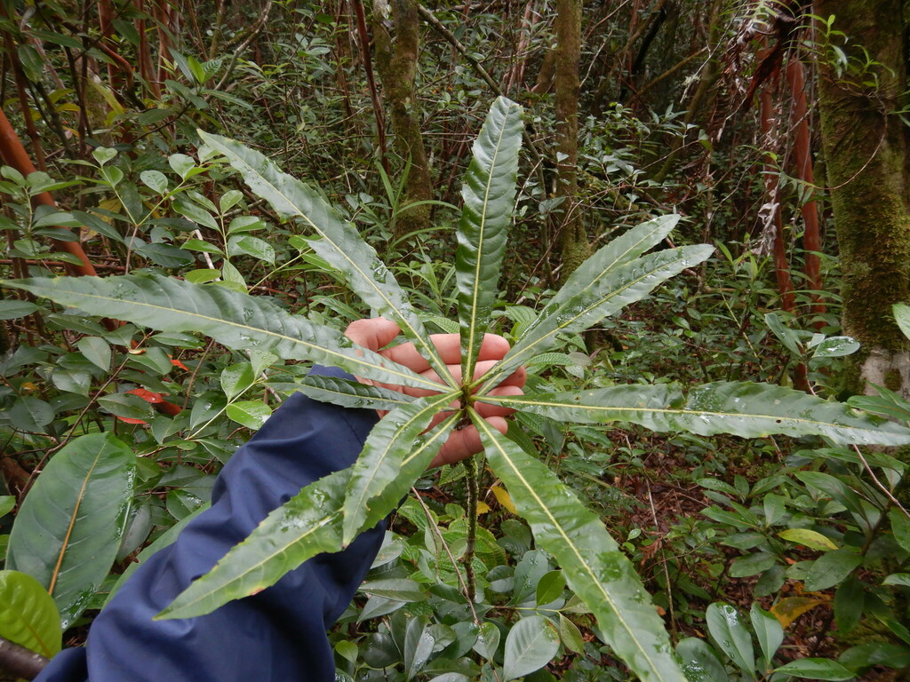 Hugonia serrata