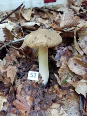 Boletus nobilis