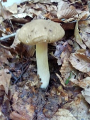 Boletus nobilis
